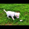 ImageUploadedByTapatalk1356402615.049060.jpg