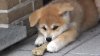 Hatchi3.jpg Hatchi3.jpg