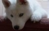 Atka.jpg Atka.jpg