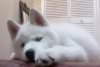 Atka1.jpg Atka1.jpg