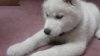 Atka2.jpg Atka2.jpg