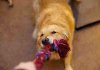 dog-tug-of-war.jpg