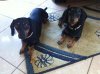 mickey & oddie.jpg mickey & oddie.jpg