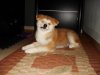 DSC00226.jpg