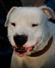 8310658-close-up-of-dogo-argentino.jpg