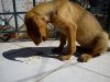 DSC00268.jpg