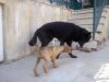 DSC00343.jpg