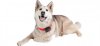 Spotlight-GPS-Husky-300x138.jpg