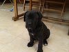dogforum.jpg