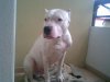 68956262_1---DOGO-A&.jpg 68956262_1---DOGO-A&.jpg