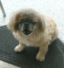 pekinoua 1..jpg