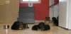 garbagepups2..jpg