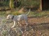 dog forum..jpg