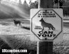 funny-dog-pics-d&#11.jpg