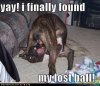 funny-dog-pictur&#1.jpg