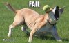 dog-epic-fail-pic.jpg