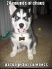 cute-puppy-pictu&#11.jpg
