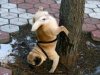 alfapug..jpg