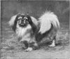 PEKINGESE-Yen-Chu-of-Newnham-owned-by-Mrs-W-H-Herbert.jpg