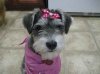 Miniature_Schnauzer_1115_R.jpg