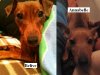©Sharon-Montrose_Dog-Photograper_1401.JPG