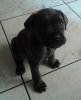 ambie 11 4 14.jpg