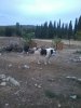 gorilakos.jpg
