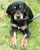 Austrian Black and Tan Hound.jpg