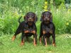 Black-and-Tan-Coonhound.jpg