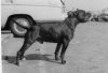 Buckhill Black Bomber.jpg Buckhill Black Bomber.jpg