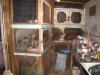 puppymill_crowded_cages.jpg