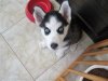 husky do.jpg