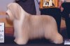 bearded-collie-fab-fawn.jpg
