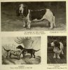 1905Bassets.jpg