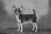 1961_Chihuahua_CHLucesFlash-E-Gayla_BoVar_Westminster.jpg