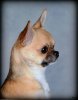 Yoda headshot taken at TIKO.jpg