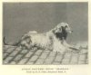 1896_AfghanHound_Shahzada.jpg