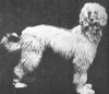 1907_AfghanHound_CHZardin.jpg