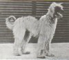 1907_AfghanHound_Zardin.jpg