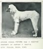 1907Afghan_Hound2.jpg