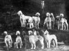 1920_Afghan_BellMurrayhounds2.jpg