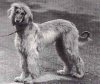 1920_AfghanHound_marikaofbaberbagh.jpg