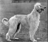 1920_AfghanHound_WestmillOmar.jpg