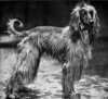 1923_AfghanHound_Sirdarscruffy.jpg