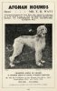 1930_AfghanHound_ashnaofghazni.jpg