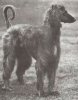 1930_AfghanHound_BadshahofAinsdart.jpg