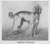 1934_AfghanHound.png