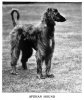 1938_AfghanHound.jpg