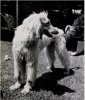 1938_AfghanHound_LIFEMag.jpg