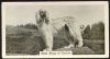 1938_AfghanHound_SHAHSHUJAOFGEUFRON.jpg